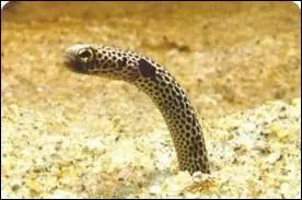 Enfouie dans le sable et trs peureuse, on l'appelle :