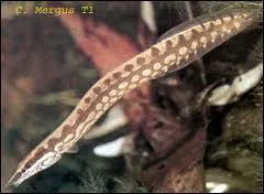 Assez jolie et comme la prcdente, assez peureuse !