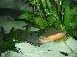 On peut dire de ce poisson qu'il est savant, il est au courant !