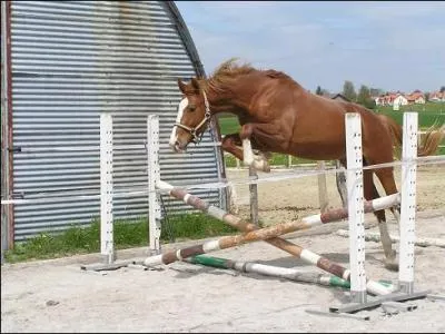 Vous tes au galop et vous tes prt  sauter un obstacle, quelle position adoptez-vous ?