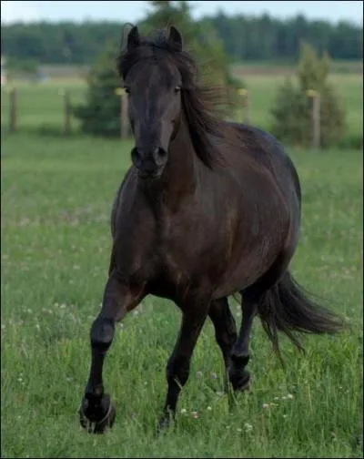 Quand un cheval a les oreilles en arrire, c'est qu'il :