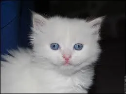 Quel est le petit du chat ?