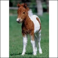 Quel est le petit du cheval ?