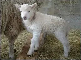 Quel est le petit de la brebis ?