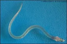 Quel est le petit de l'anguille ?