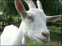 Quel est cet animal ?