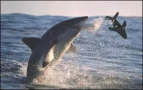 Celui-ci, vous l'avez vu dans 'Les dents de la mer', il chasse ...