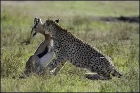 Le gupard lui, est trs selectif, il adore particulirement ...