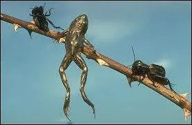 Ce sympathique oiseau a invent la torture, il empale ses victimes !