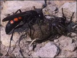 Le combat est acharn !