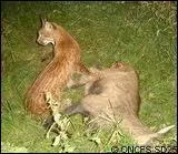 C'est la proie prfre du lynx ...