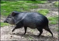 C'est une des proies favorites du jaguar ...