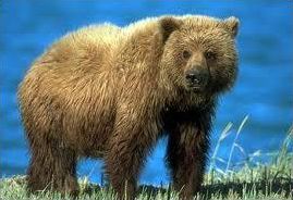 Quiz Animaux