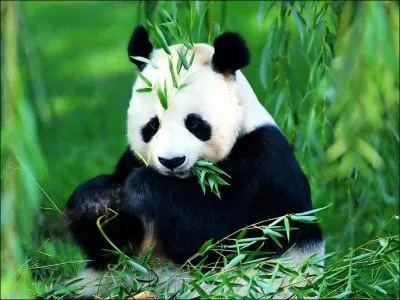 Quelle est la plante que mange le panda ?