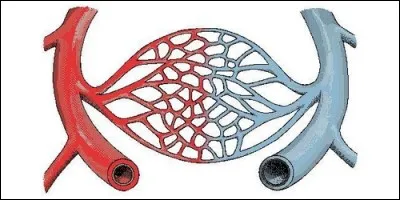 Comment s'appellent les plus fins des vaisseaux sanguins ?