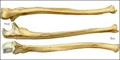 Quel os est inséparable du radius ?