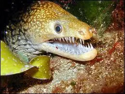 Comment s'appelle cet animal ?