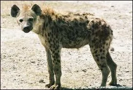 Comment s'appelle cet animal ?