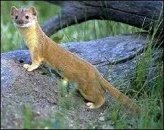 Comment s'appelle cet animal ?