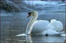 Comment s'appelle cet animal ?