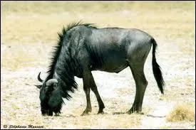 Comment s'appelle cet animal ?