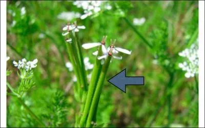 Comment s'appelle la partie verte ?