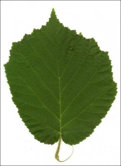 A quel buisson appartient cette feuille ?