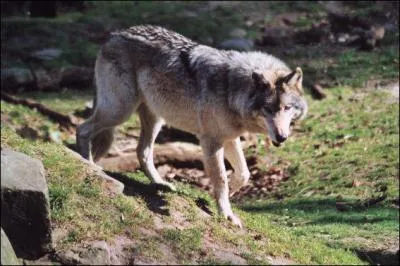 Quel est cet animal ?