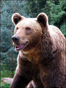 Quelle est l'esprance de vie d'un ours ?