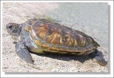 Quelle est l'esp�rance de vie d'une tortue ?