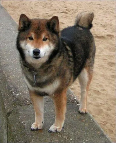 Et ce chien japonais ?