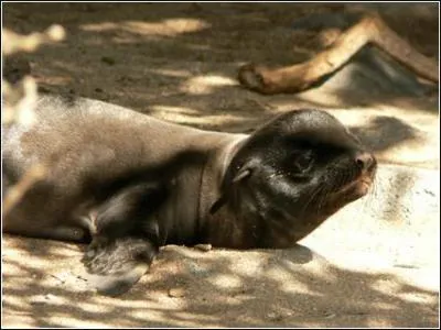 Combien de temps l'allaitement du petit du lion de mer dure-t-il ?