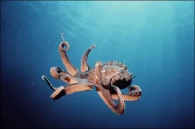 Le calamar gant peut mesurer jusqu' :