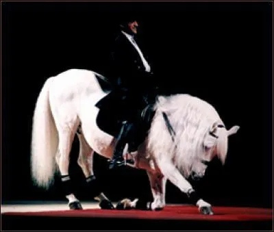 Le lipizzan est un cheval :