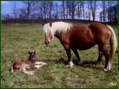 Une jument doit avoir quelle ge pour avoir un poulain ?