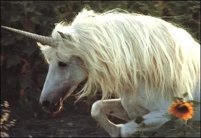 Qui a crit : La licorne est le plus bel animal le plus doux le plus fier et le plus terrible de la terre