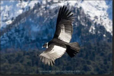 Il survole des chaînes de montagnes, on dit de lui 'El condor pasa' !