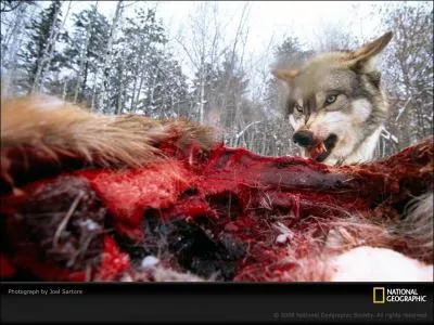 Celui-ci parcourt un pays o le taureau est une idole, bien malgr lui !
