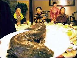 Cette norme crature n'est pas un poisson, c'est une salamandre gante, on la trouve ...