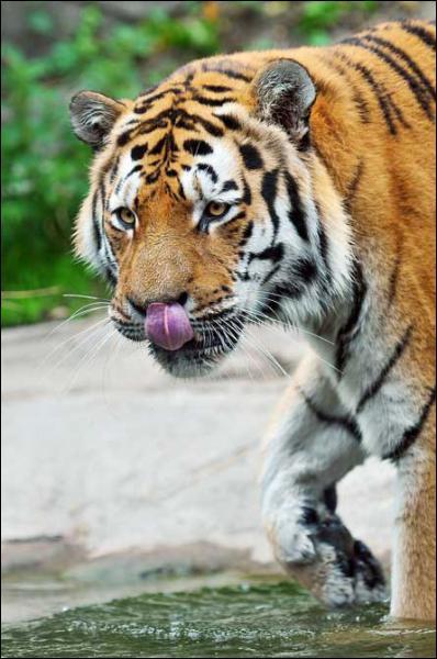 Combien de viande frache peut avaler un tigre en un seul repas ?