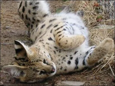 Le serval peut sauter jusqu' combien de mtres pour attraper une proie ?