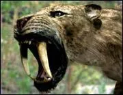 Combien un flin a-t-il de dents ?