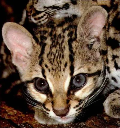 Le margay mesure :