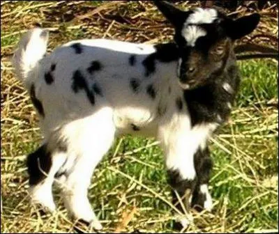 Combien de temps vit la chvre ?