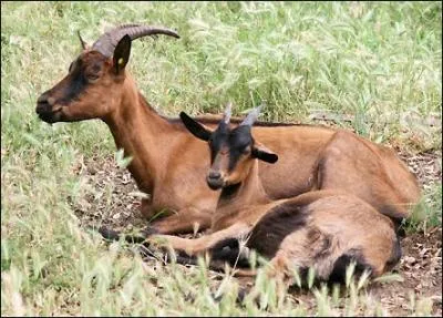 Chez les chvres combien dure la gestation ?