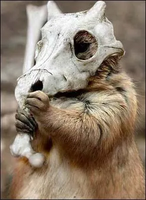 Quel Pokmon reconnat-on sur cette image ?