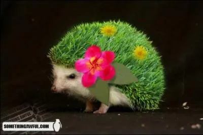 Quel Pokmon reconnat-on sur cette image ?