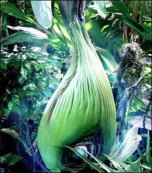 Quel Pokmon reconnat-on sur cette image ?