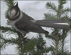 Quel Pokmon reconnat-on sur cette image ?