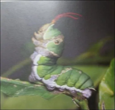 Quel Pokmon reconnat-on sur cette image ?